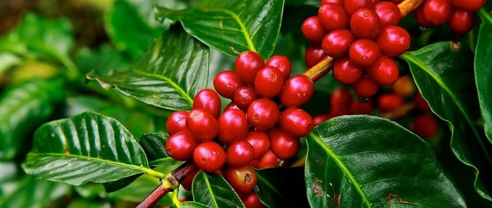 How is climate change impacting coffee? How is climate change impacting coffee?