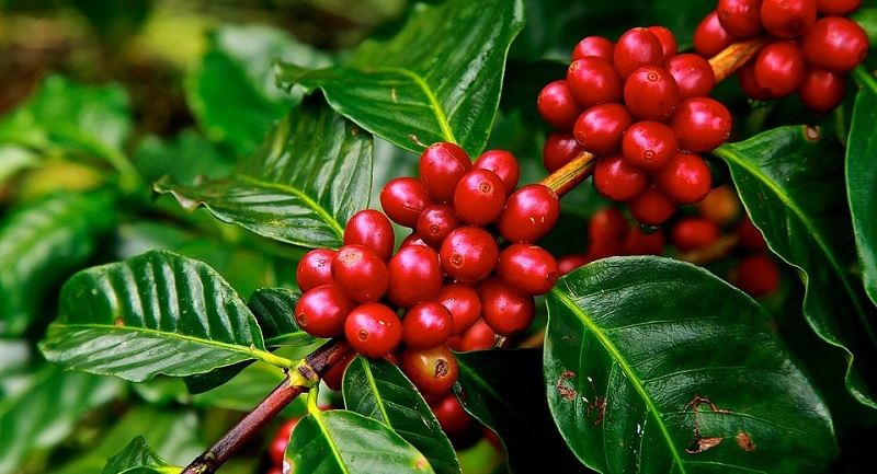 How is climate change impacting coffee?