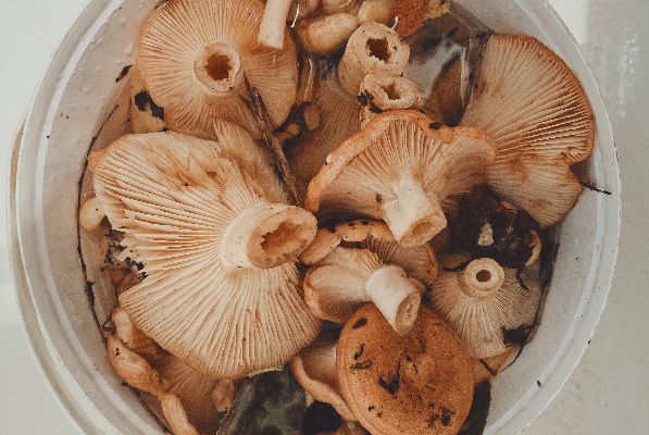 home-grown-mushrooms